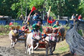 Ratusan pasang kerbau berpacu di Makepung Piala Kapolda Bali