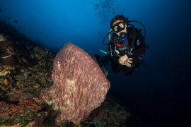 SIER lakukan restorasi terumbu karang di Nusa Penida