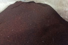 Petani Lebak kembangkan perkebunan cengkeh untuk penuhi pasar