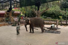 Taman Safari Bogor kenalkan konservasi gajah lewat berbagai program edukasi