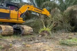 401 hektare sawit di TNTN ditumbangkan masyarakat dengan sukarela