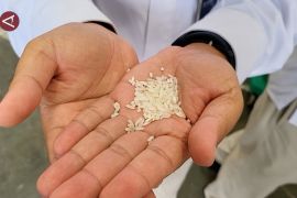 Bulog tingkatkan penyerapan beras, stok di Aceh terjaga