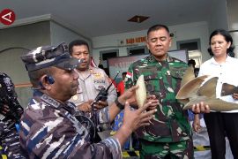 TNI AL Jayapura gagalkan penyelundupan 35 kg sirip hiu