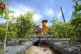 Tanah khas desa jadi ladang rezeki bagi petani Kampar