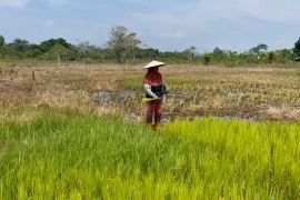 Strategi Pemerintah Sumsel jaga regenerasi petani lewat Brigade Pangan