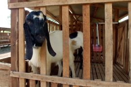 Tingkatkan pendapatan, petani kopi Bondowoso terapkan kandang komunal