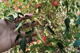 Dinas Pertanian  Palembang inisiasi ASN tanam sayur dan ternak ikan