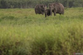 Gajah Sumatra di Suaka Margasatwa Padang Sugihan Page 2 Small