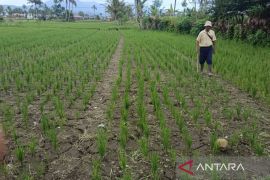 Dinas Rejang Lebong minta petani tanam palawija antisipasi kekeringan