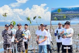 PLN UP3 Tolitoli tanam 5.000 pohon mangrove lindungi pesisir dari abrasi