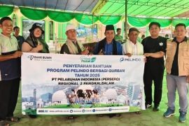 Pelindo Pangkalbalam salurkan lima sapi kurban rayakan Idul Adha