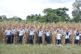 Lanud Silas Papare Jayapura tanam singkong mendukung ketahanan pangan