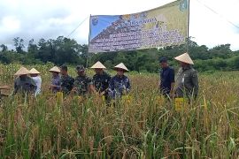 Bengkayang perkirakan penanaman padi capai 24.000 ha pada 2025