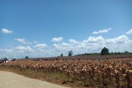 Kabupaten Bengkayang jamin stabilitas harga jagung pasca-panen