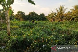 Nilai tukar petani Babel turun 0,08 persen