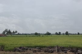 Target luas oplah dan tusip di Lampung pada 2025 capai 134 ribu hektare