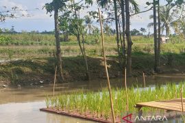 Program cetak sawah di Sumsel berjalan sesuai rencana