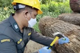South Kalimantan Quarantine checks imported logs from America