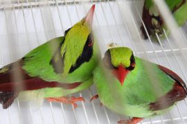 Kemenhut dalami perdagangan 711 ekor burung liar di Sumsel