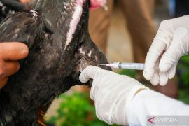 DKPP Kota Madiun lakukan vaksin ternak ayam guna cegah flu burung
