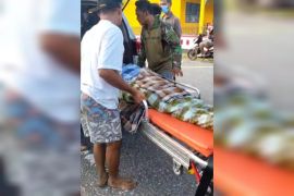 BPBD: Warga di Buton Selatan tewas ditelan ular sepanjang delapan meter