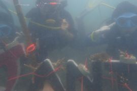 PT Timah tebar 40.435 bibit cumi di laut Bangka Belitung