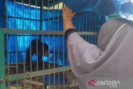 BKSDA evakuasi beruang terjerat