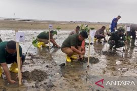PT Timah tanam ribuan bibit mangrove di Kepri seluas 12,81 hektare