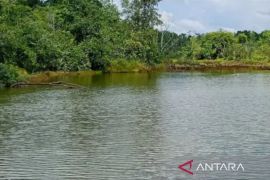 BKSDA Kaltim  selamatkan-pemindahan buaya dari sumber air bersih warga