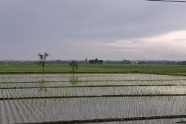 Balai BRMP Lampung laksanakan pembenihan padi sebanyak 120 ton