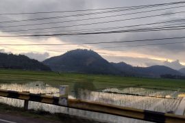 Lampung siapkan 23 ton stok benih untuk persiapan musim tanam dua