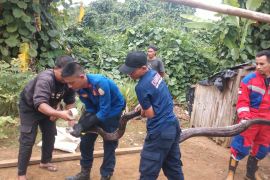 Dinas Satpol PP dan Damkar Tanjabtim evakuasi ular Piton didalam sumur