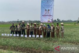 Pemkab Serang tambah lahan pertanian bawang merah tingkatkan produksi