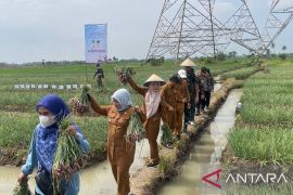 Produksi Bawang merah di Kabupaten Serang penuhi 12 persen kebutuhan