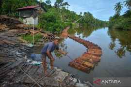 Melihat potensi sagu Mentawai, diolah menjadi makanan, tepung hingga pakan ternak lokal