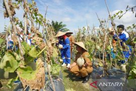 Warga Giri Mukti  ubah lahan tidur jadi sentra pangan penyangga IKN