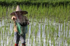 BRMP Aceh distribusi 21,85 ton benih padi varietas Inpari 32 dan Mekongga