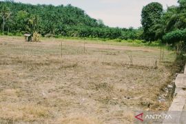 Mayoritas sawah irigasi Mukomuko alih fungsi jadi sawit