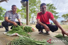 Lapas Pohuwato jalankan program pertanian bagi warga binaan