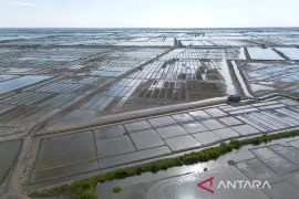 Produksi garam tertunda akibat cuaca