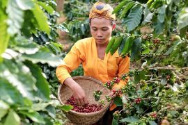 Kopi Senduro di kaki Gunung Semeru miliki cita rasa berkualitas