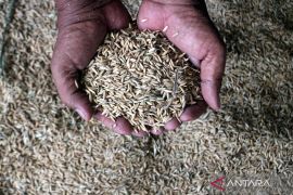 Menko Pangan: Pemerintah intensif bahas izin penggilingan padi