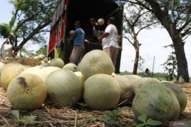 Petani melon tekankan jaga kualitas tanaman sebab banyak hambatan