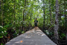 Potensi wisata mangrove Pulau Siberut Mentawai Page 4 Small