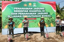 Polda Bali tanam jagung untuk ketahanan pangan