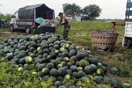 Petani Lumajang kembangkan budidaya semangka di kawasan pesisir