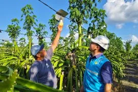 PLN elektrifikasi puluhan ribu petani buah naga di Banyuwangi