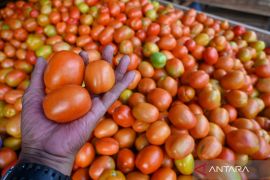 Manfaat mengonsumsi tomat bagi kesehatan tubuh