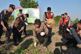 Polres Situbondo tanam jagung dukung ketahanan pangan nasional