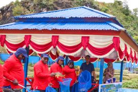 Pemprov Papua Tengah lakukan panen raya ikan air tawar di Paniai